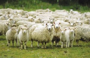 allevamento pecore