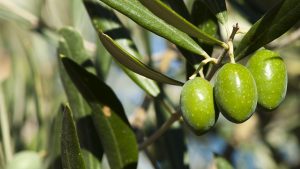 boro olive