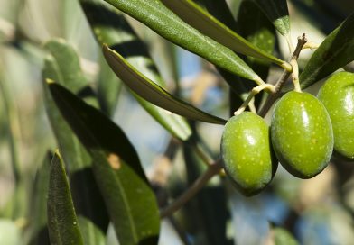 boro olive
