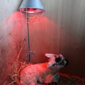 riscaldamento animali lampade infrarossi